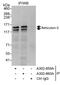 Reticulon 3 antibody, A302-860A, Bethyl Labs, Immunoprecipitation image 