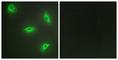 TNF Superfamily Member 14 antibody, abx013294, Abbexa, Western Blot image 