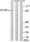 Elongin A antibody, TA314597, Origene, Western Blot image 