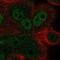 Zinc Finger Protein 687 antibody, NBP2-58559, Novus Biologicals, Immunocytochemistry image 