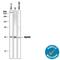 MYD88 Innate Immune Signal Transduction Adaptor antibody, AF3109, R&D Systems, Western Blot image 