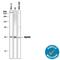 MYD88 Innate Immune Signal Transduction Adaptor antibody, AF3109, R&D Systems, Western Blot image 