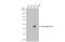 Homeobox C10 antibody, GTX118025, GeneTex, Western Blot image 