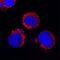 CD200 Receptor 1 antibody, AF2554, R&D Systems, Immunofluorescence image 