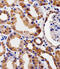 Phosducin Like antibody, A03099-1, Boster Biological Technology, Immunohistochemistry paraffin image 