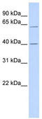 tRNA dimethylallyltransferase, mitochondrial antibody, TA331891, Origene, Western Blot image 