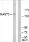 Caveolin 1 antibody, orb314062, Biorbyt, Western Blot image 