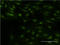 Cold Inducible RNA Binding Protein antibody, LS-B10519, Lifespan Biosciences, Immunofluorescence image 