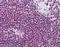 Hydroxycarboxylic Acid Receptor 3 antibody, orb87630, Biorbyt, Immunohistochemistry paraffin image 