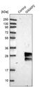 GTPase, IMAP Family Member 2 antibody, PA5-53067, Invitrogen Antibodies, Western Blot image 