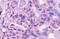 G Protein-Coupled Receptor 150 antibody, NLS3345, Novus Biologicals, Immunohistochemistry paraffin image 