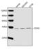 Caudal Type Homeobox 2 antibody, LS-C203253, Lifespan Biosciences, Western Blot image 