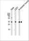 DNA-directed RNA polymerase II subunit RPB3 antibody, A09308-1, Boster Biological Technology, Western Blot image 
