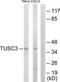 Tumor Suppressor Candidate 3 antibody, TA312791, Origene, Western Blot image 