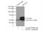 Serine Palmitoyltransferase Long Chain Base Subunit 1 antibody, 15376-1-AP, Proteintech Group, Immunoprecipitation image 