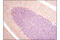 Tubulin Beta 3 Class III antibody, 5666P, Cell Signaling Technology, Immunohistochemistry paraffin image 