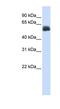 Centrosomal Protein 55 antibody, NBP1-53039, Novus Biologicals, Western Blot image 