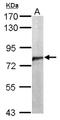 Cell Division Cycle 5 Like antibody, NBP2-15835, Novus Biologicals, Western Blot image 