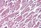 Protein Phosphatase 2 Scaffold Subunit Aalpha antibody, NB100-1497, Novus Biologicals, Immunohistochemistry frozen image 