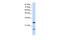 Signal Recognition Particle 14 antibody, PA5-41768, Invitrogen Antibodies, Western Blot image 