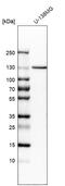 Cadherin 13 antibody, HPA001380, Atlas Antibodies, Western Blot image 