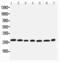 Eukaryotic Translation Initiation Factor 6 antibody, PA5-79196, Invitrogen Antibodies, Western Blot image 