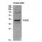 Transforming Growth Factor Beta 2 antibody, LS-C386405, Lifespan Biosciences, Western Blot image 