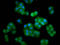 HECT And RLD Domain Containing E3 Ubiquitin Protein Ligase 5 antibody, LS-C680586, Lifespan Biosciences, Immunofluorescence image 