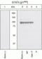 Mpf antibody, GTX13593, GeneTex, Western Blot image 