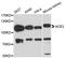 Angiotensin I Converting Enzyme 2 antibody, STJ114610, St John