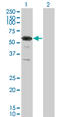 Retinoid X Receptor Gamma antibody, LS-C198138, Lifespan Biosciences, Western Blot image 