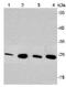MRE11 Homolog, Double Strand Break Repair Nuclease antibody, orb214273, Biorbyt, Western Blot image 