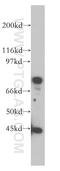 IL-5R-alpha antibody, 12655-1-AP, Proteintech Group, Western Blot image 