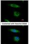 Oxysterol Binding Protein Like 5 antibody, PA5-31084, Invitrogen Antibodies, Immunofluorescence image 