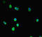 SRY-Box 14 antibody, LS-C679590, Lifespan Biosciences, Immunofluorescence image 