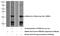 PRELI Domain Containing 1 antibody, 10877-1-AP, Proteintech Group, Western Blot image 