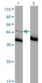 Glycine Receptor Alpha 1 antibody, H00002741-M01, Novus Biologicals, Western Blot image 