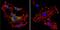 Cell Division Cycle 42 antibody, PA1-092X, Invitrogen Antibodies, Immunofluorescence image 