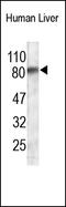 Angiopoietin Like 1 antibody, 252058, Abbiotec, Western Blot image 