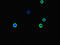 Rho GDP Dissociation Inhibitor Gamma antibody, LS-C677188, Lifespan Biosciences, Immunofluorescence image 