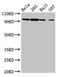 Microtubule Associated Serine/Threonine Kinase Like antibody, LS-C673318, Lifespan Biosciences, Western Blot image 