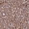 Clarin 2 antibody, NBP1-90967, Novus Biologicals, Immunohistochemistry frozen image 