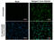 Dengue virus antibody, GTX124250, GeneTex, Immunofluorescence image 