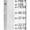 Lysosomal Associated Membrane Protein 1 antibody, 56270, QED Bioscience, Western Blot image 