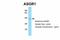 Asialoglycoprotein Receptor 1 antibody, NBP1-54385, Novus Biologicals, Western Blot image 