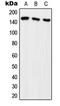 Rho Guanine Nucleotide Exchange Factor 10 antibody, orb214919, Biorbyt, Western Blot image 