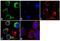 Interferon Regulatory Factor 9 antibody, 711354, Invitrogen Antibodies, Immunofluorescence image 