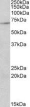 Protein Arginine Methyltransferase 5 antibody, LS-C102874, Lifespan Biosciences, Western Blot image 