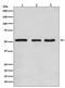 Kruppel Like Factor 4 antibody, M00120, Boster Biological Technology, Western Blot image 