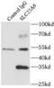 ADP/ATP translocase 3 antibody, FNab07947, FineTest, Immunoprecipitation image 